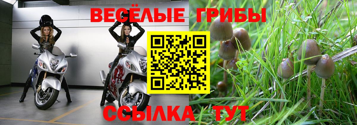 Галлюциногенные грибы GOLDEN TEACHER  Вход с VPN  Ангарск  Псилоцибиновые грибы Psilocybe 